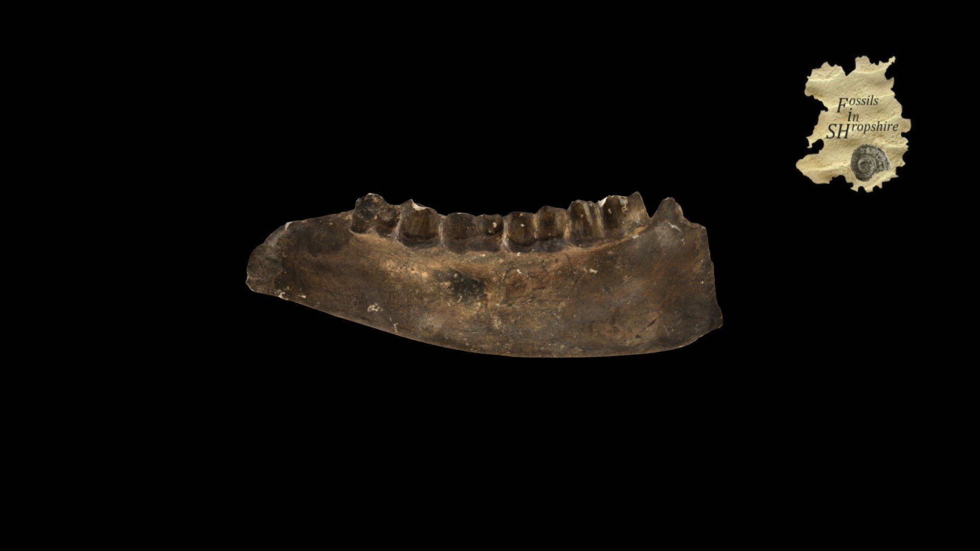 Sivatherium - Jaw
