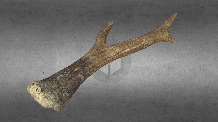 Deer Horn 3D Model
