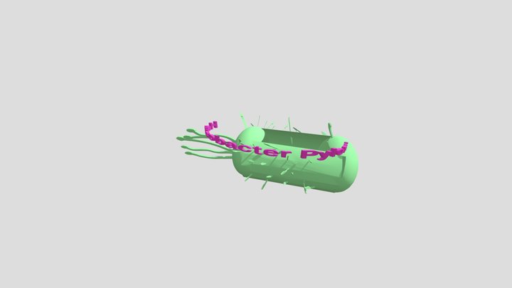 MICROUGHS_Helycobacter_Pylori_FS1_DB2_CA3_CJ4 3D Model