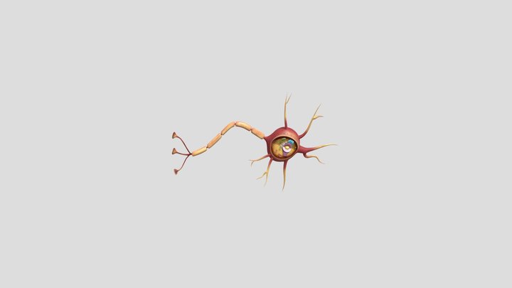 Celula Nerviosa 3D Model