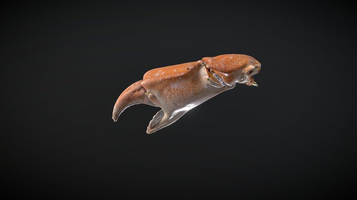 Crab Claw 3D Model