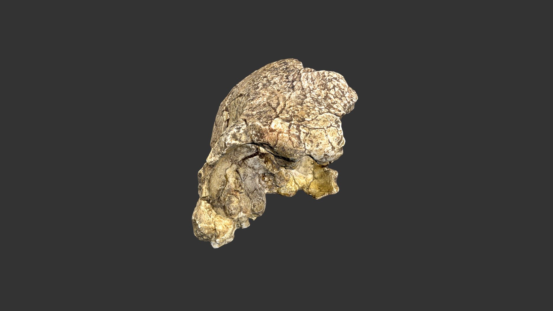 Homo habilis (2501.1rp48-1) - cranial fragment