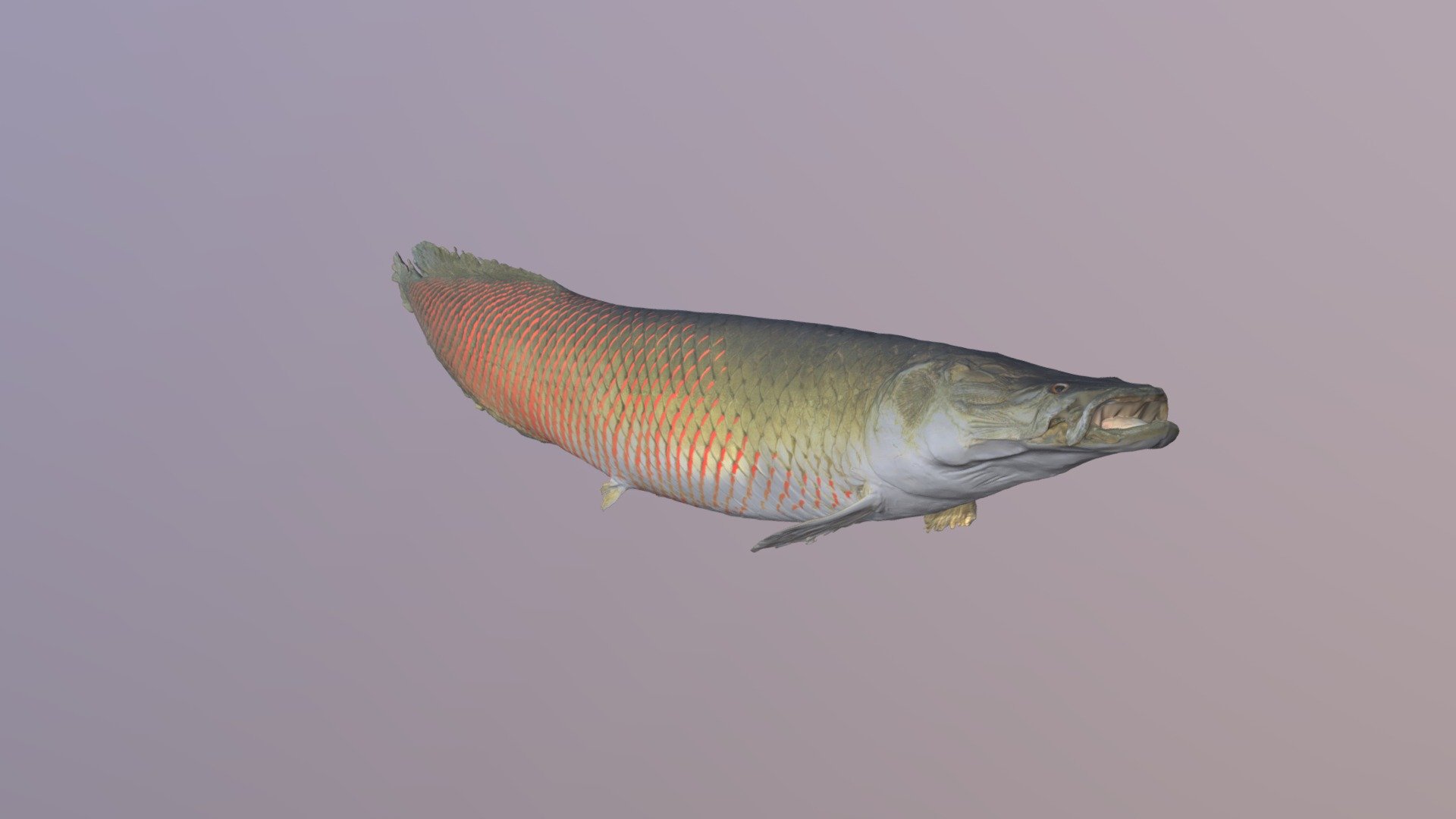 Fish - 3D Scan Animal