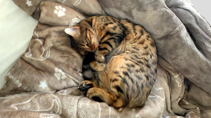 bengal cat 3D Model