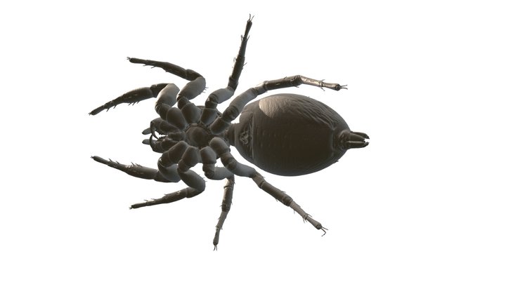 High Res Spider 3D Model