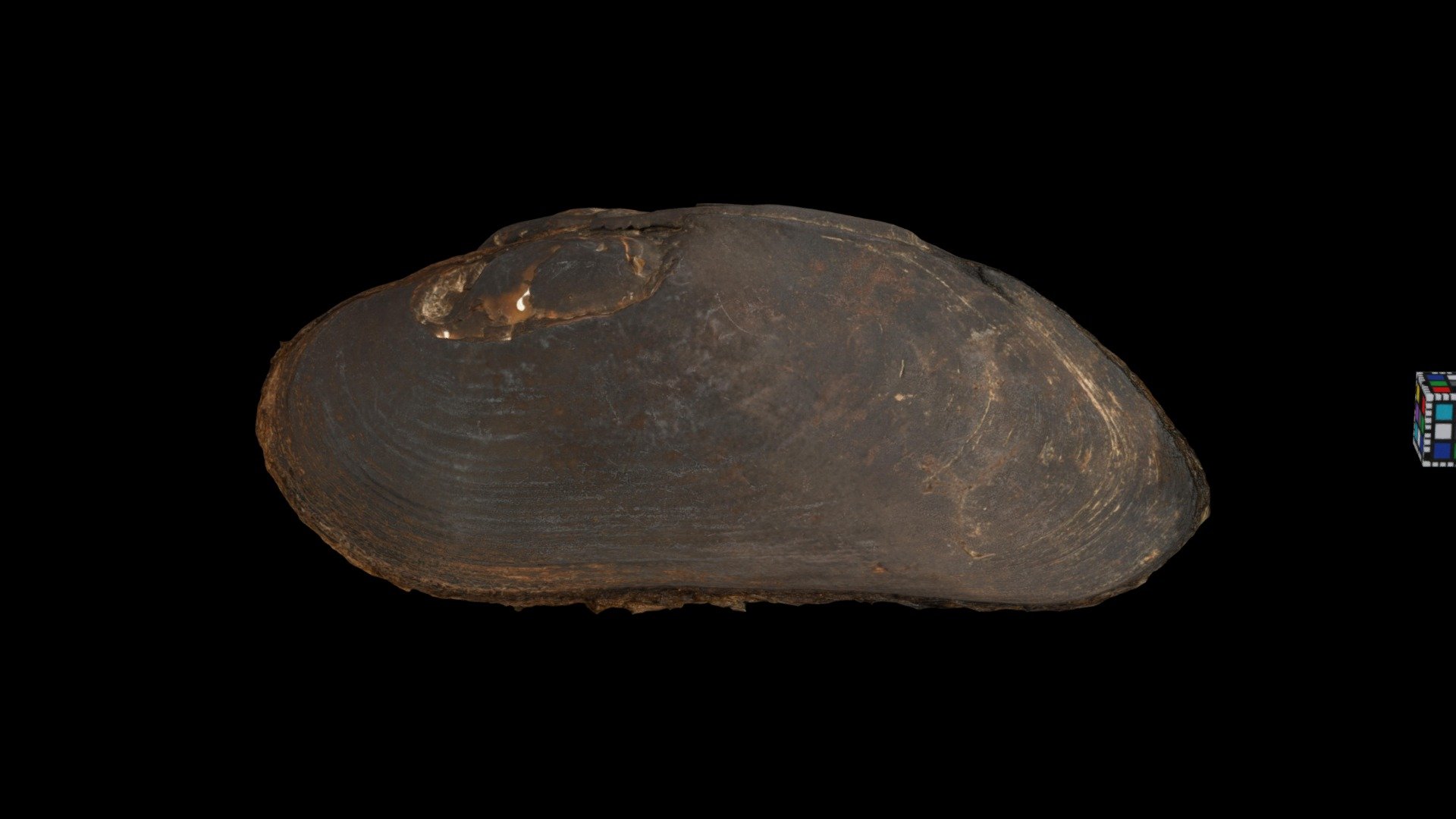 カワシンジュガイ Freshwater Pearl Mussel, M. laevis