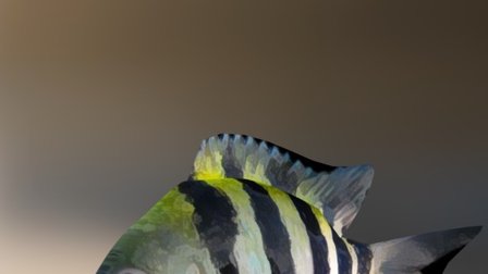 Fish Abudefduf 3D Model