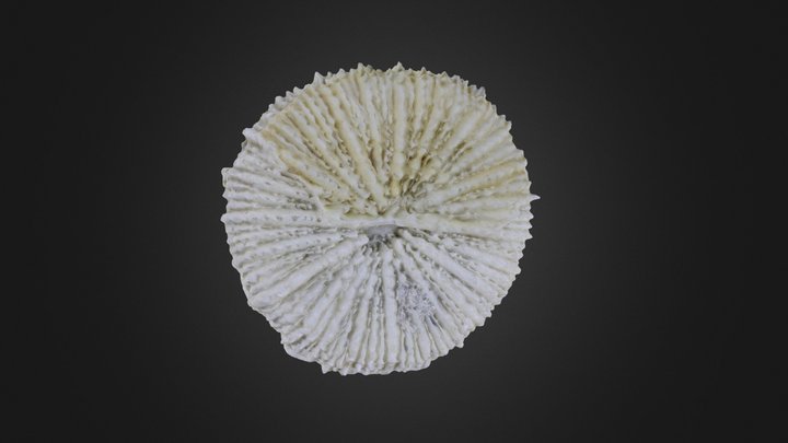 Coral: Scolymia lacera (PRI 76872) – Modelo 3D gratuito STL