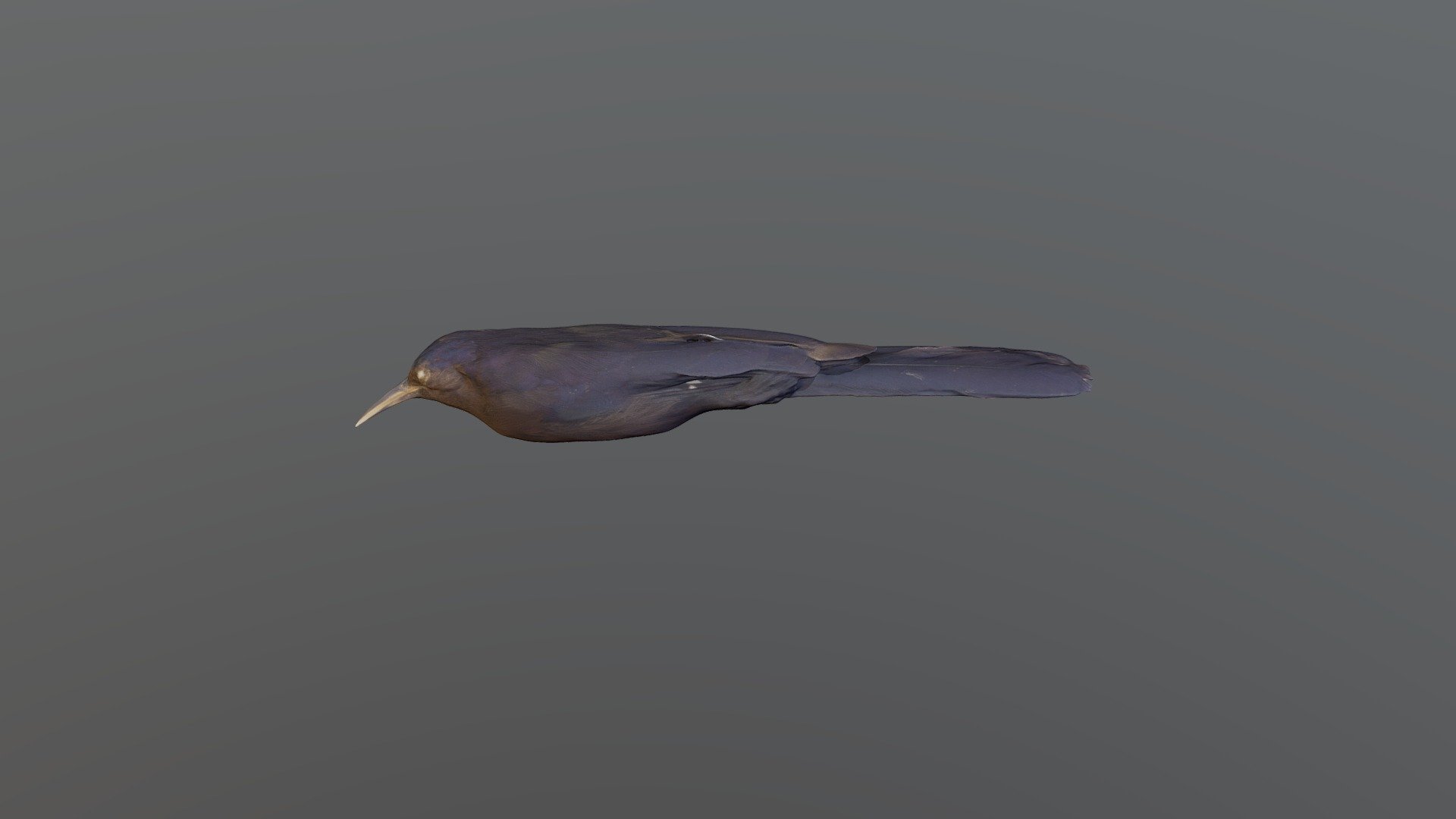 Black Scimitarbill - Rhinopomastus aterrimus