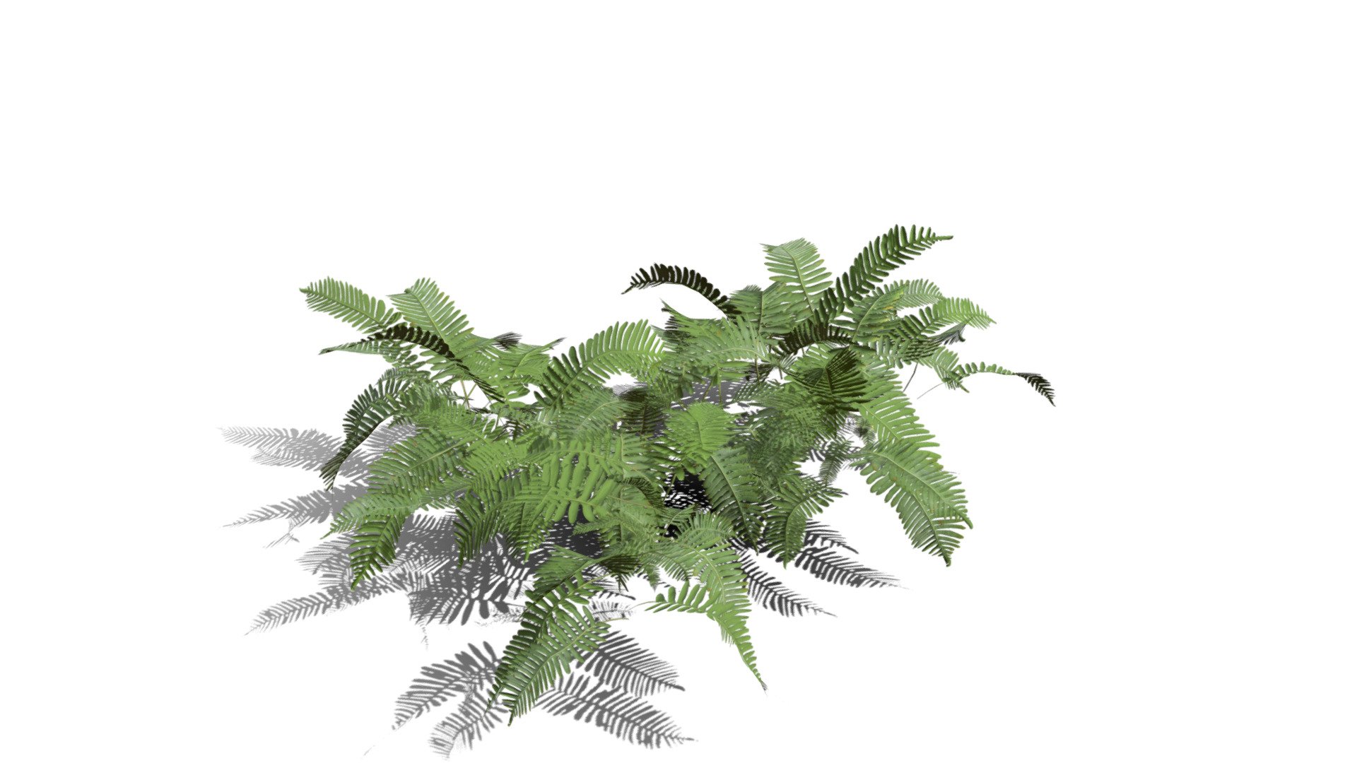 Realistic HD Common polypody fern (49/55) - Buy Royalty Free 3D model ...