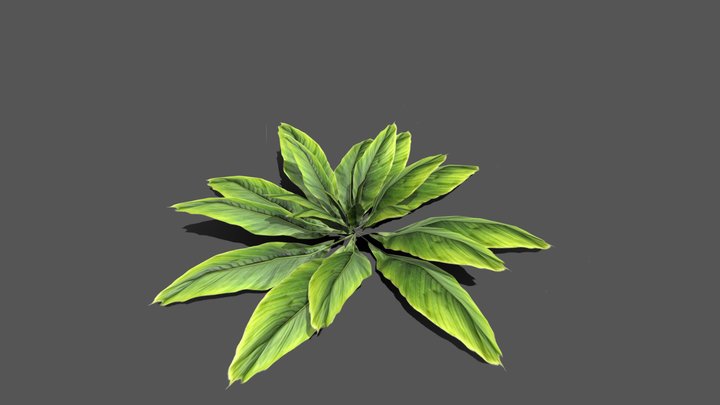 Plant Tropik 3D Model