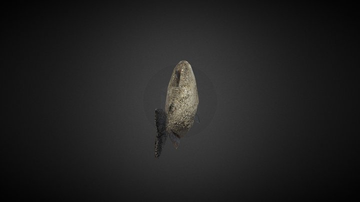 Piraña Serrasalmus 3D Model
