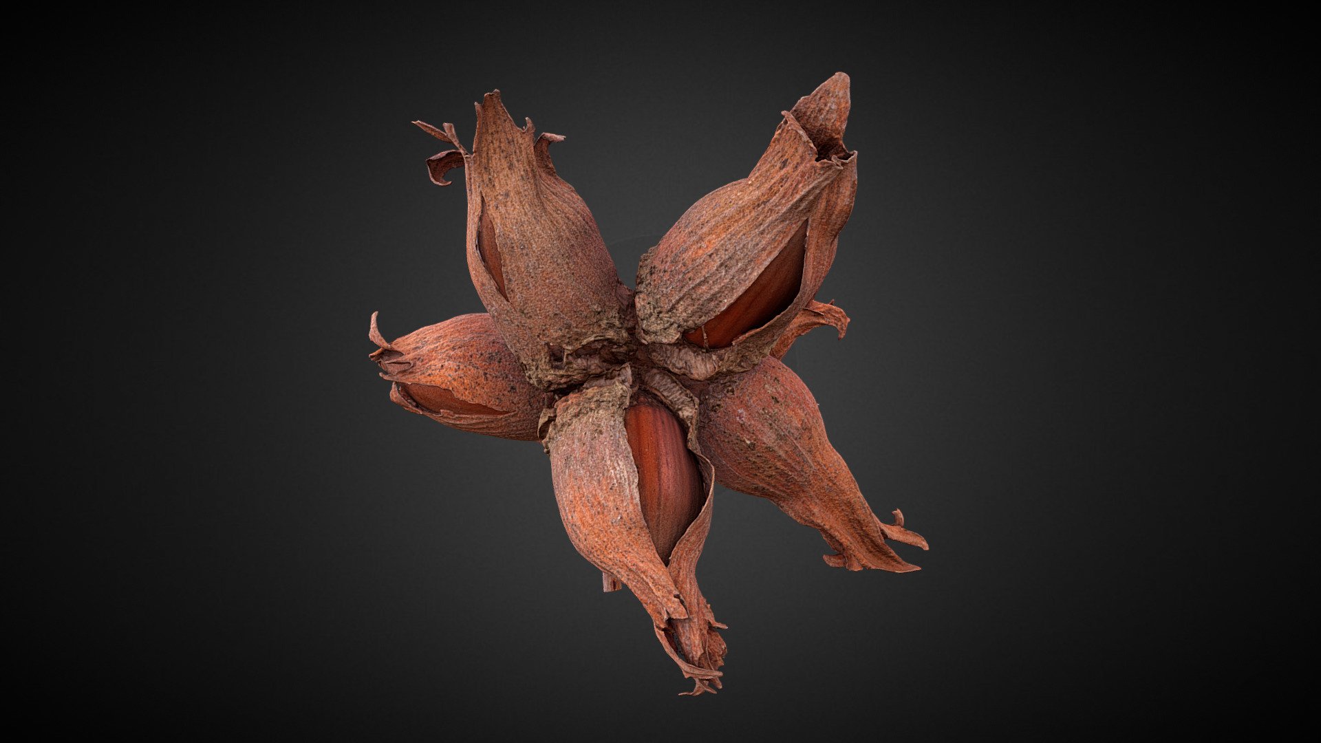 Old'n ugly hazelnuts