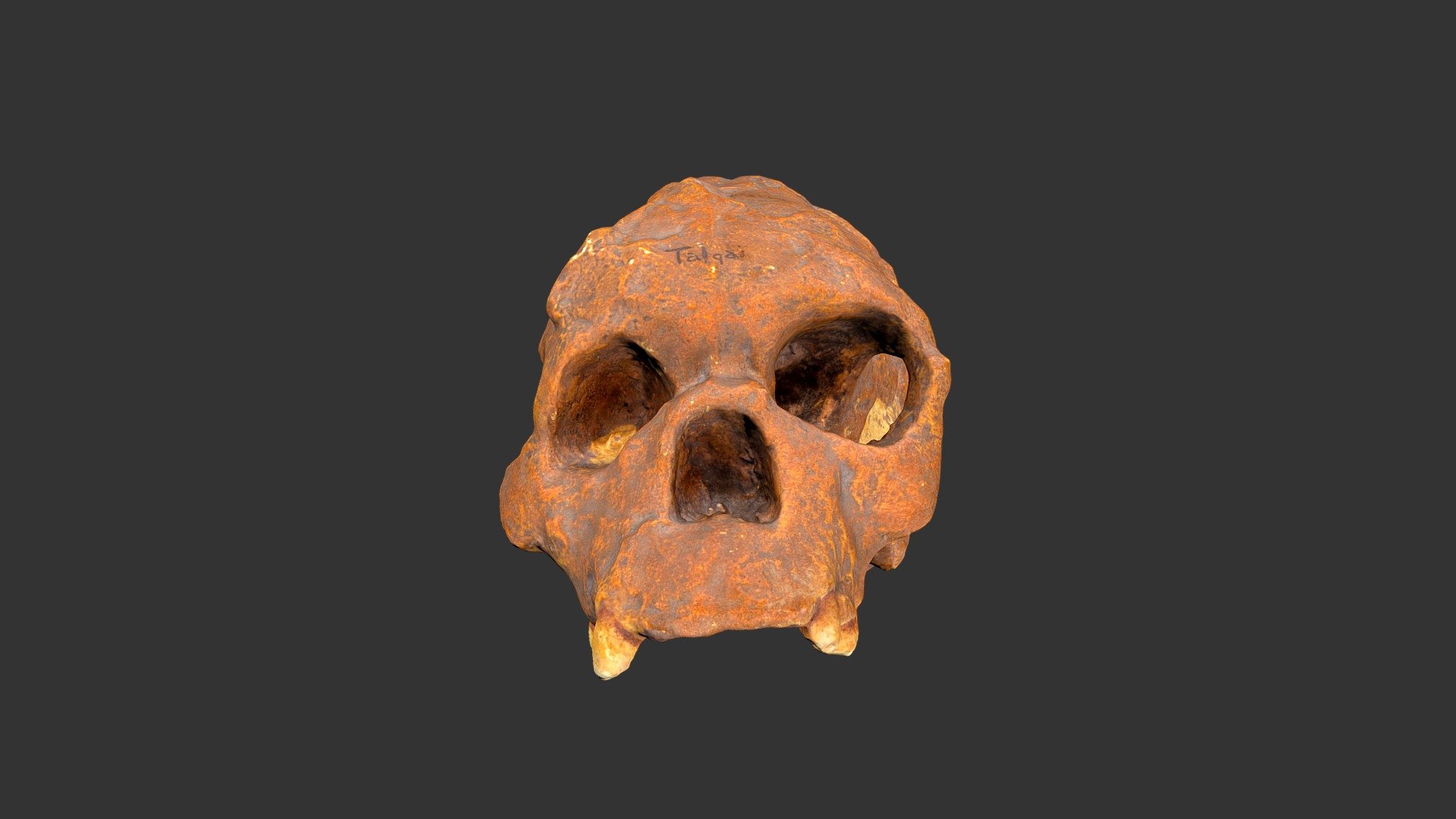 Homo sapiens (Talgai Skull) (433rp5)