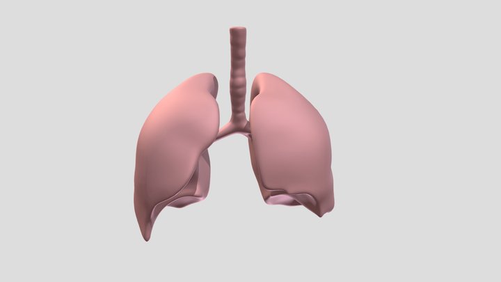 lungs 3D Model
