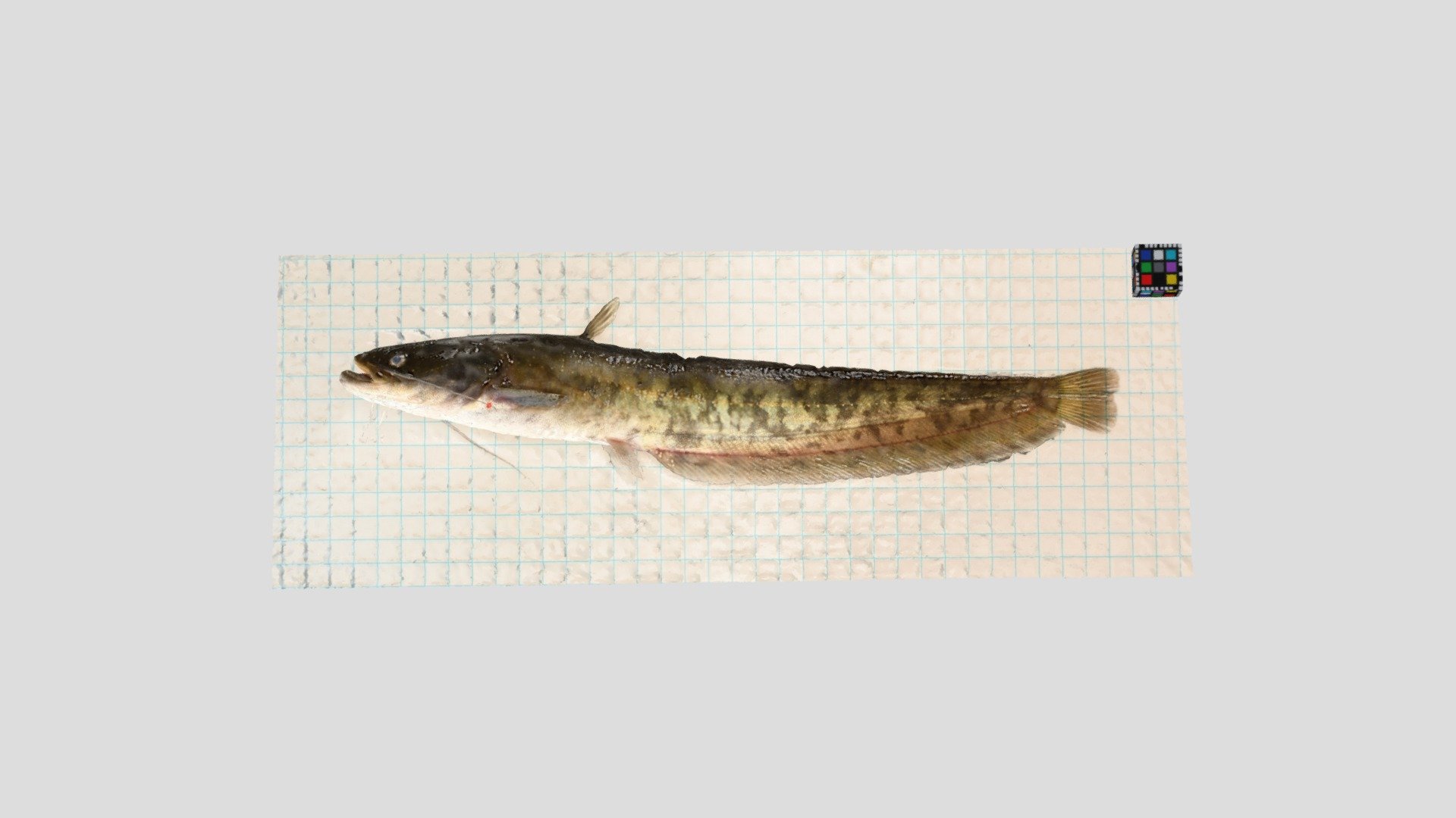 ナマズ Japanese common catfish, Silurus asotus