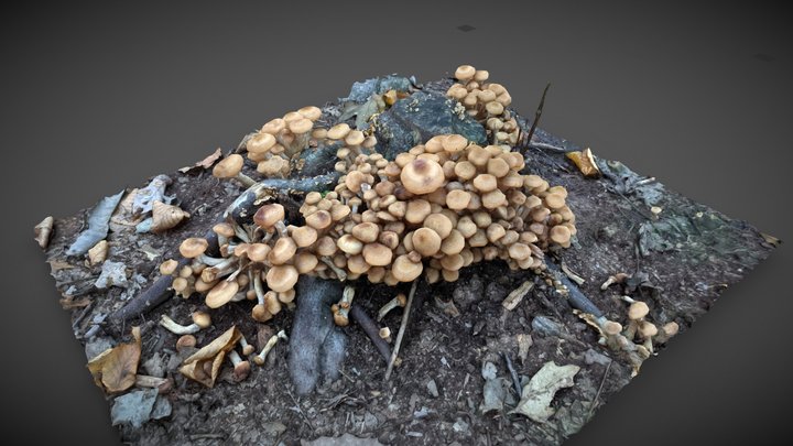 Stump: Now with bigger mushrooms – Modèle 3D gratuit STL