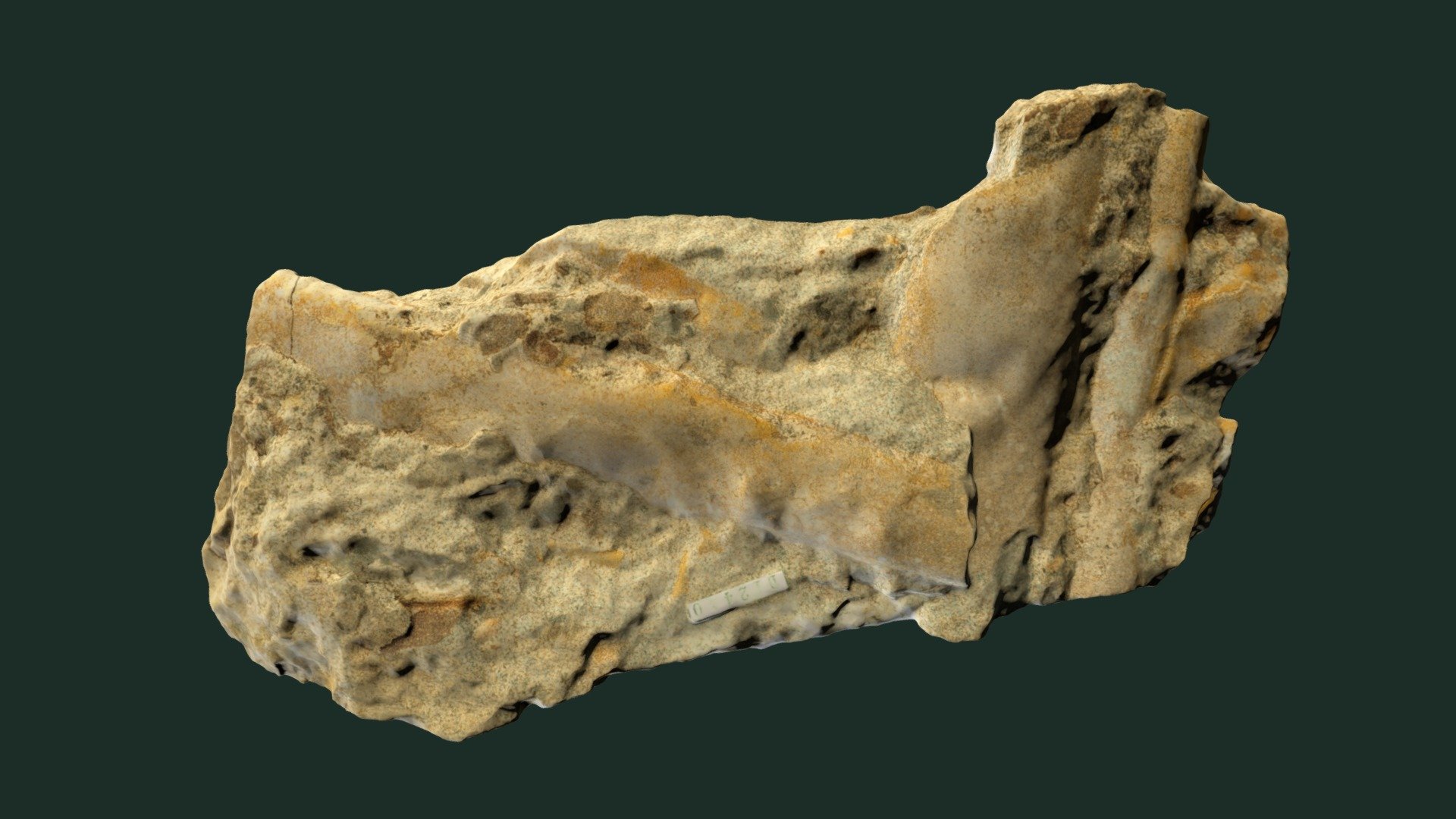 Baculites asperiformis, Larimer County CO