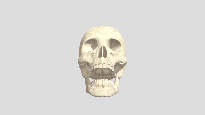 SKULL 3D Model