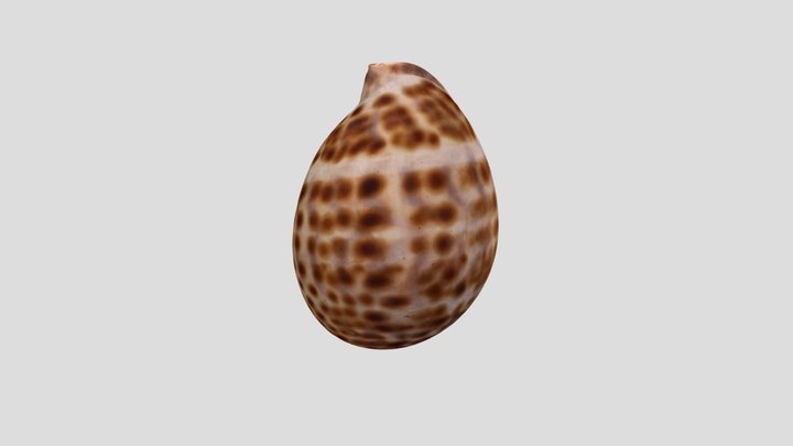 012 - Shell of Cowrie 3D Model