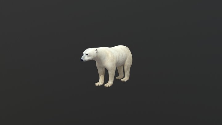 Polar Bear Fbx 3D Model