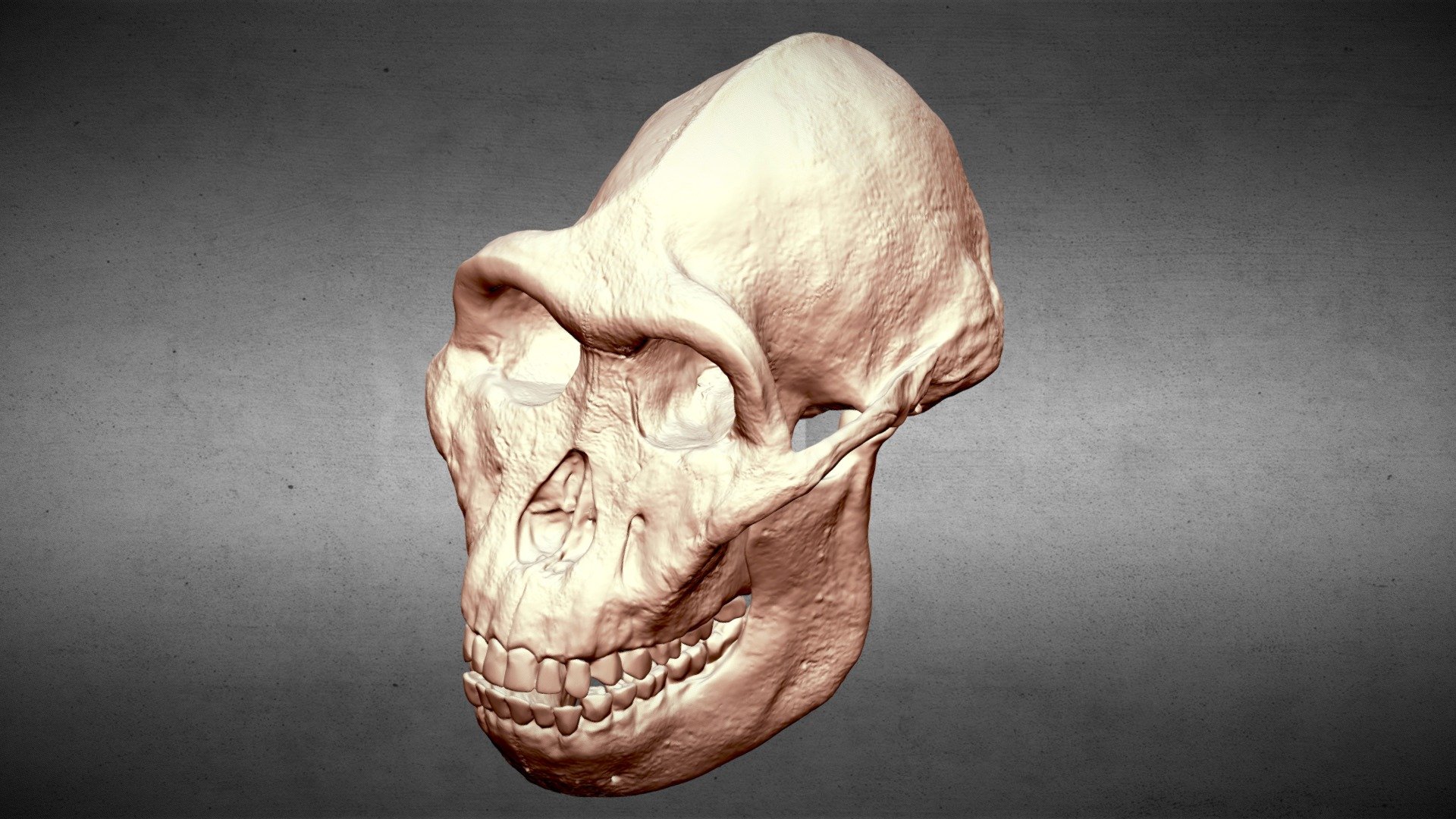 Australopithecus Anamensis Skull Reconstruction — Sketchfab embed 3D viewer