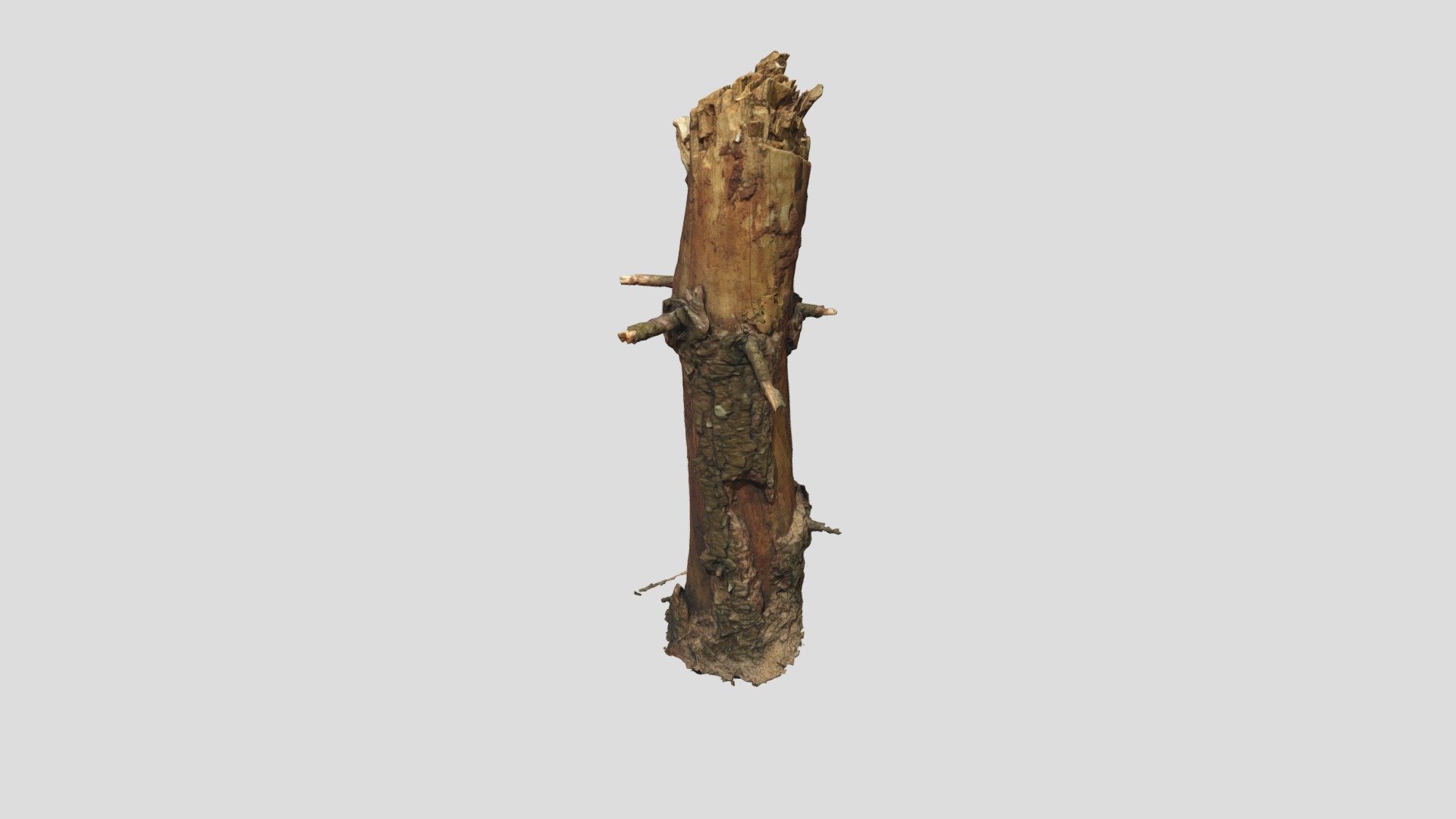 Pine Trunk - Handheld scan test