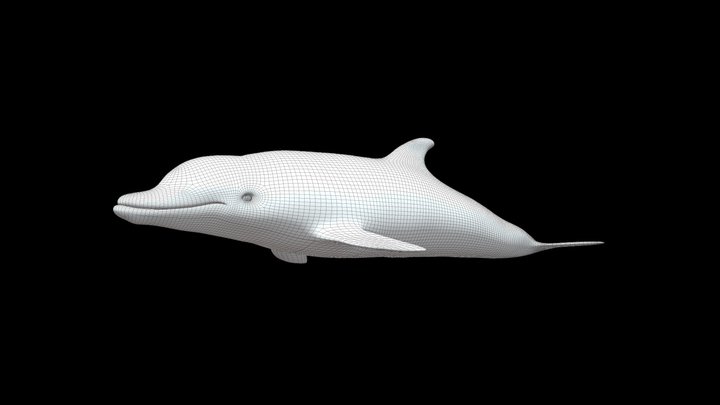 Model 61B - Bottlenose Dolphin Mesh – Free 3D Model STL
