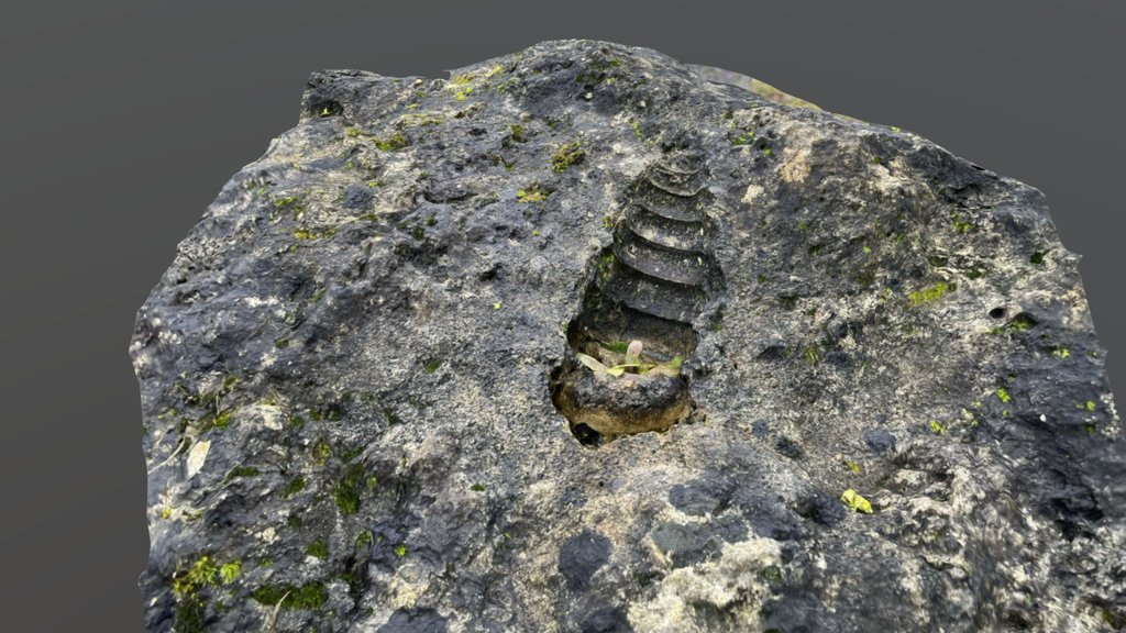 fossile moulage externe gasteropode