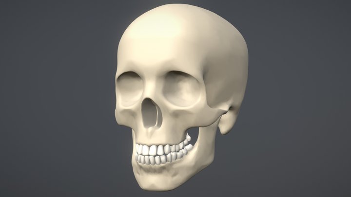 Decimated Skull WIP 3D Model