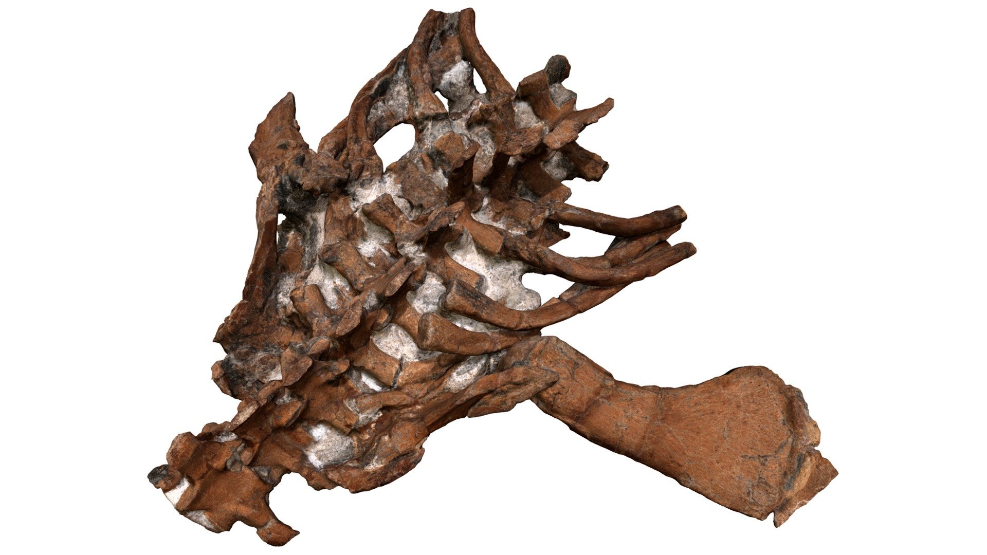 Microcleidus melusinae TV434 Holotype - thorax — Sketchfab embed 3D viewer