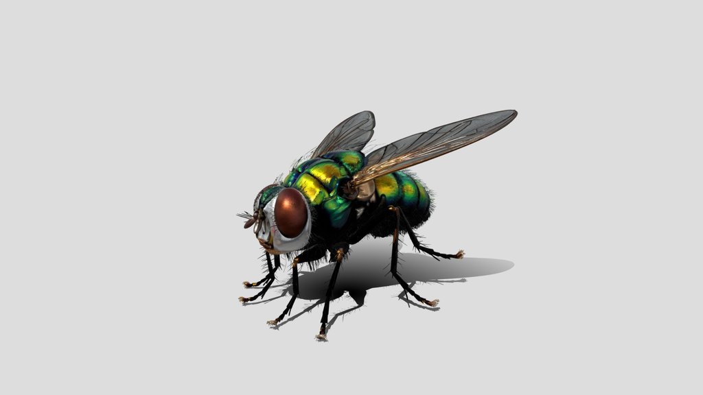 Iridescent Green Bottle Fly 3D Model Free
