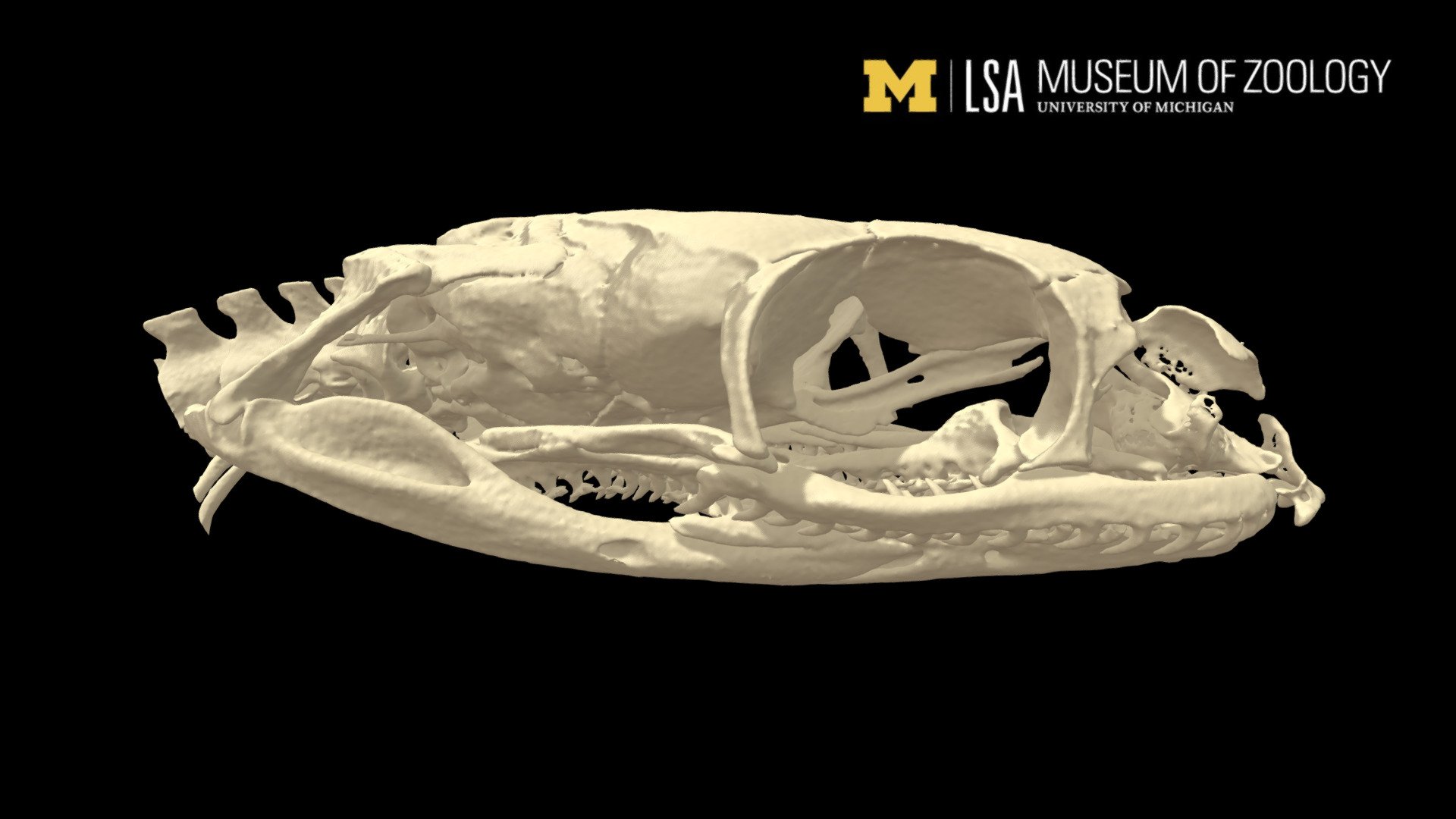 Kosempo Keelback skull - 3D model by Michigan Herpetology (UMMZ