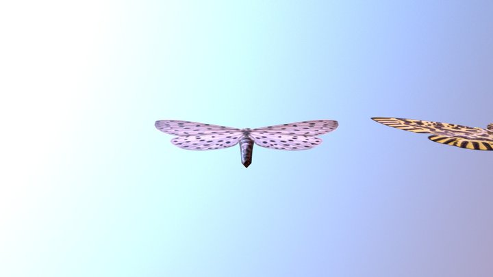 飞蛾 3D Model