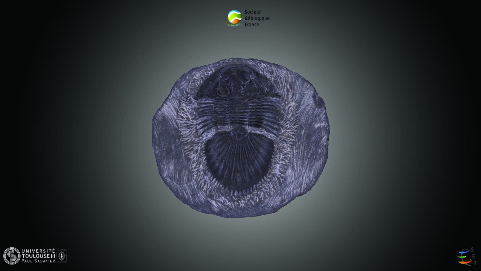 Trilobite - Illaenus sp.