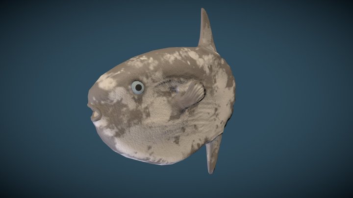 SunFish Low Res 3D Model