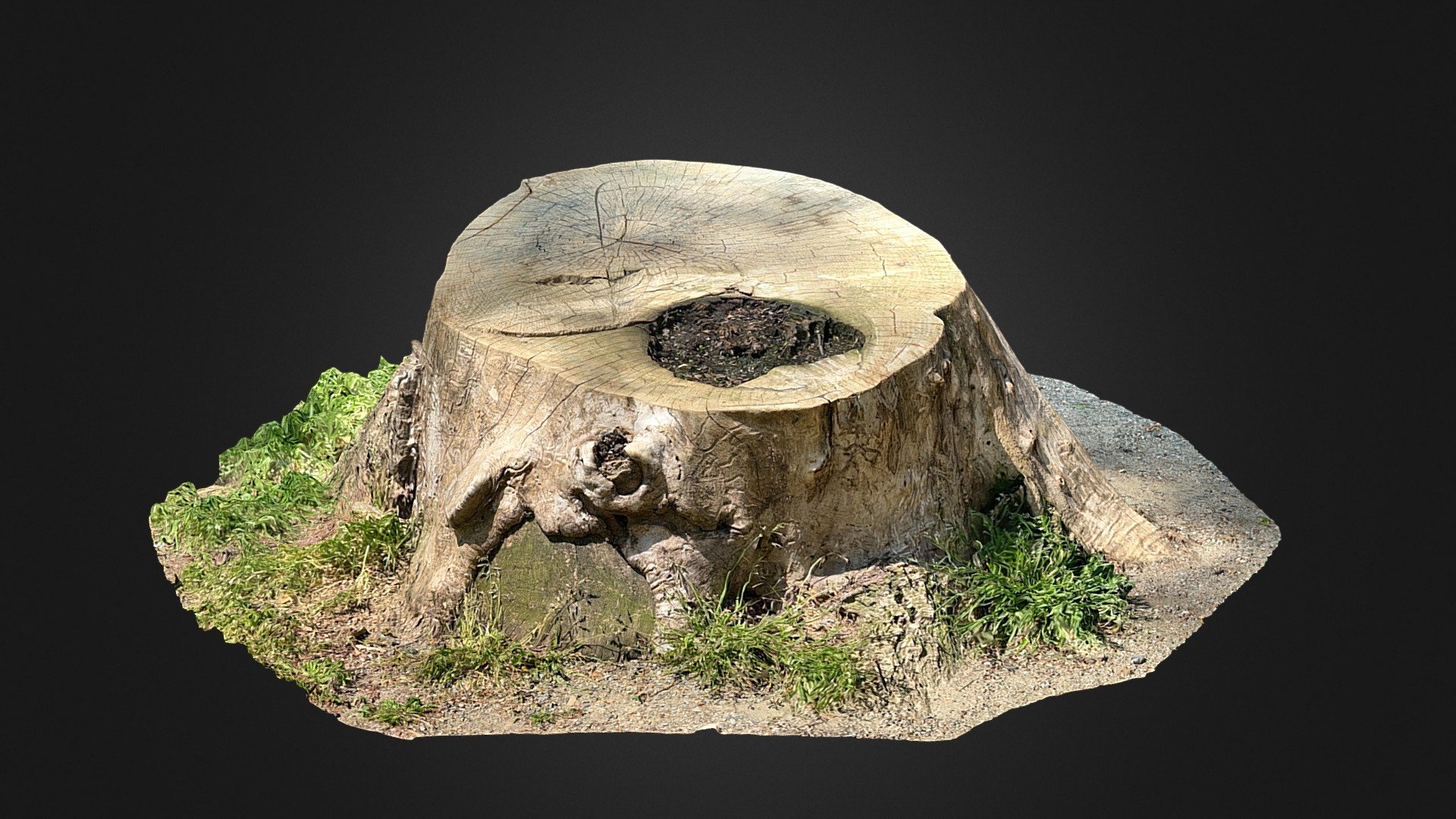 Tree Stump