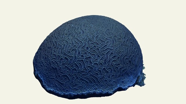 Diploria labyrinthiformis Coral Colony - DRTO 3D Model