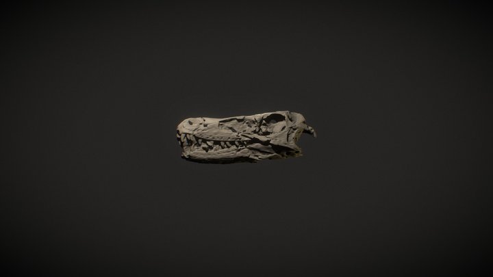 Tsaagan mangas 3D Model