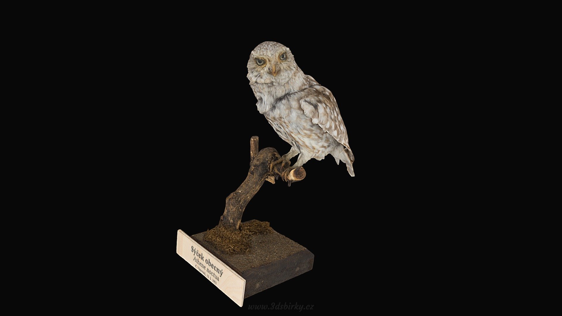 Sycek — Sketchfab embed 3D viewer