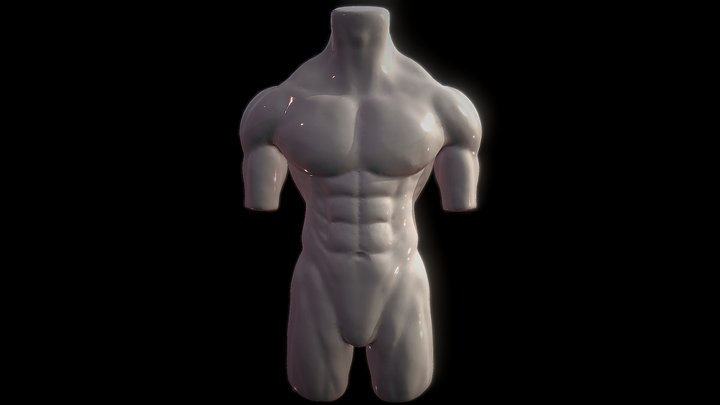 Male Torso 3D Model