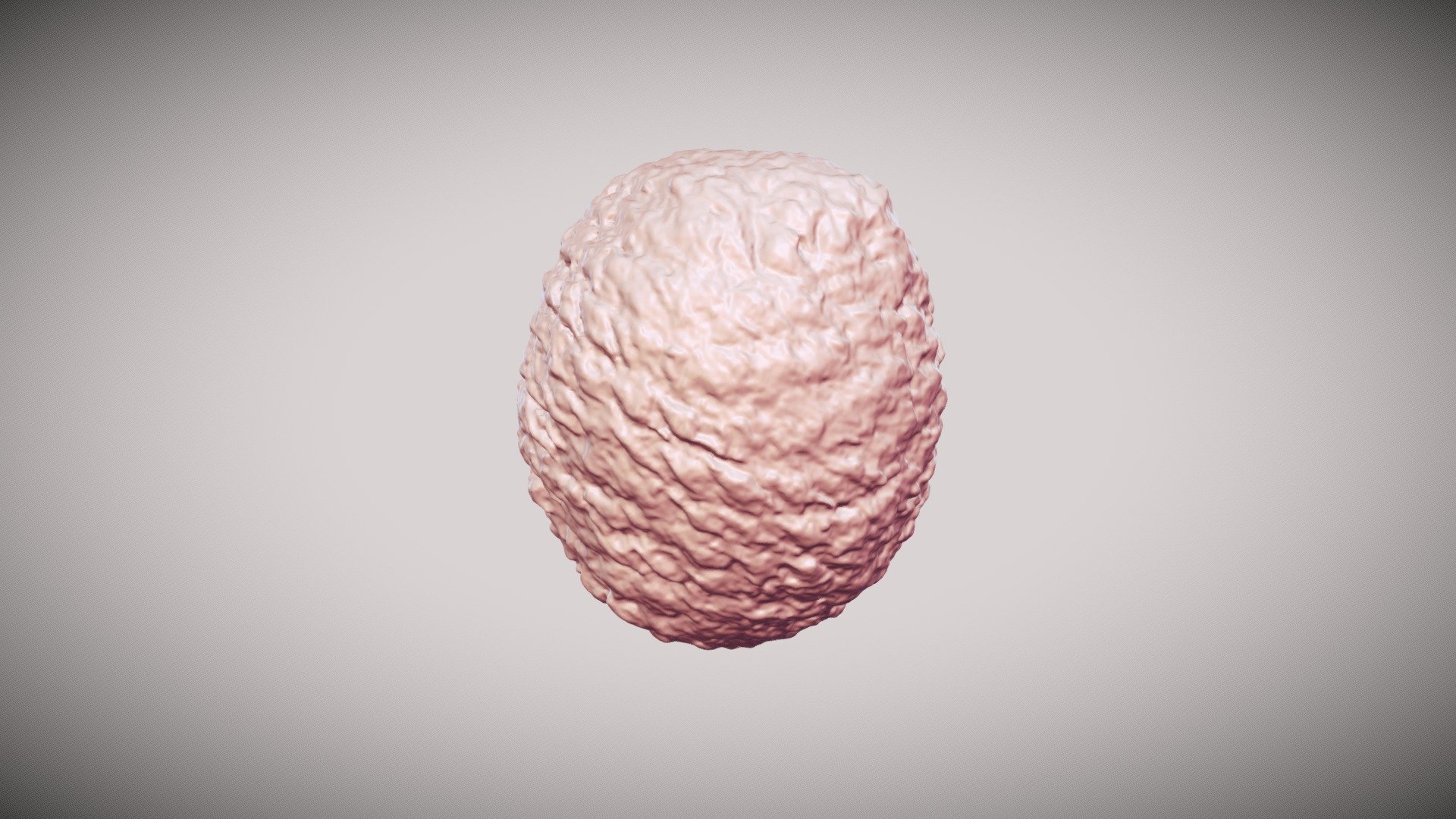 Fossil Araucaria pine cone