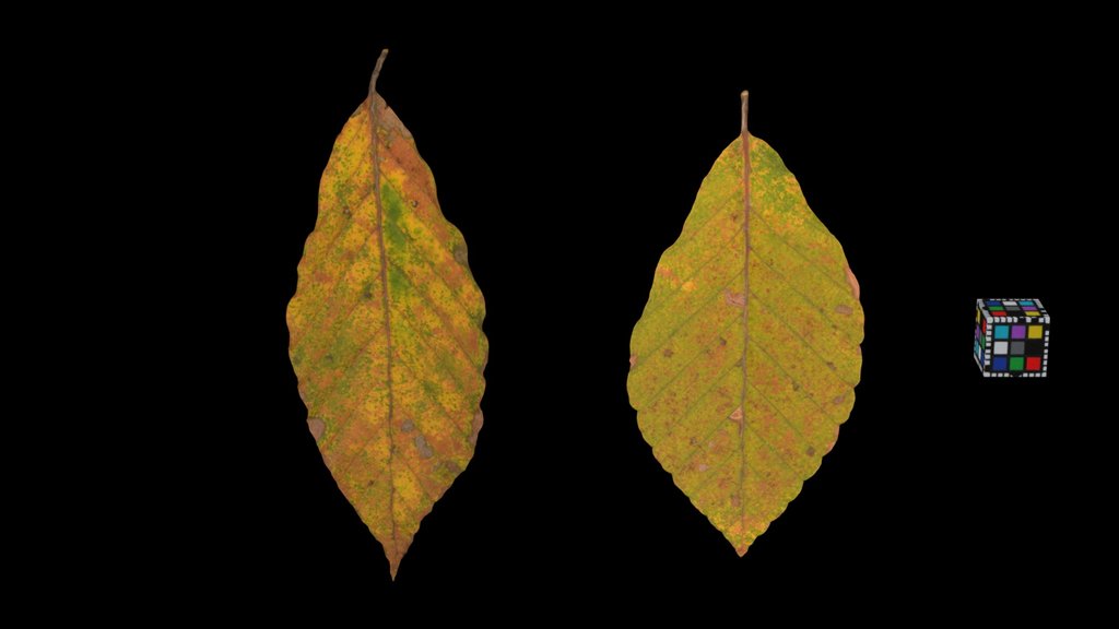 CC0 ブナ Japanese Beech, Fagus crenata