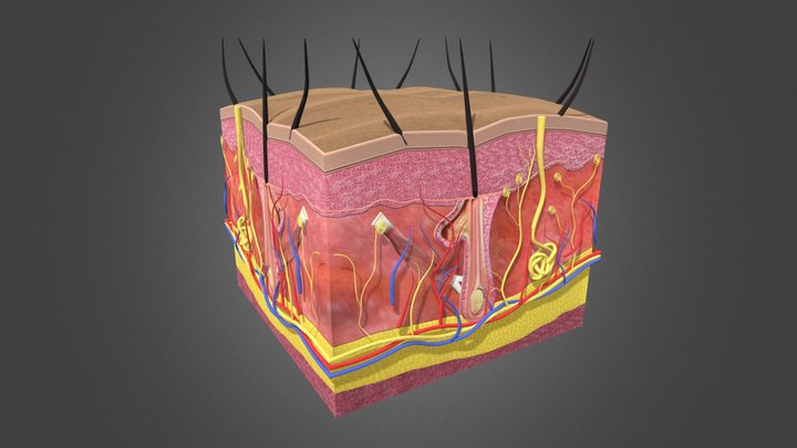 3d Model Skin Hair Anatomy