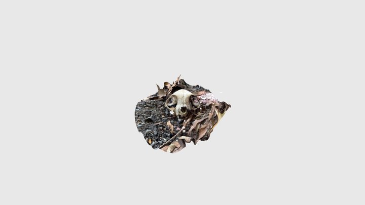 Izzy cat-skull 27.03.22 (scan) 3D Model