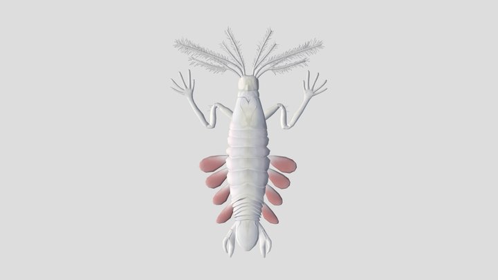 Abyssal Copepod 3D Model