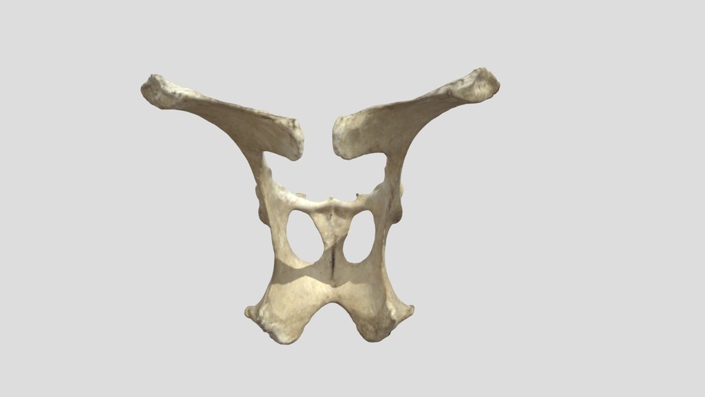 Cow Pelvis (VCU_3D_6638)