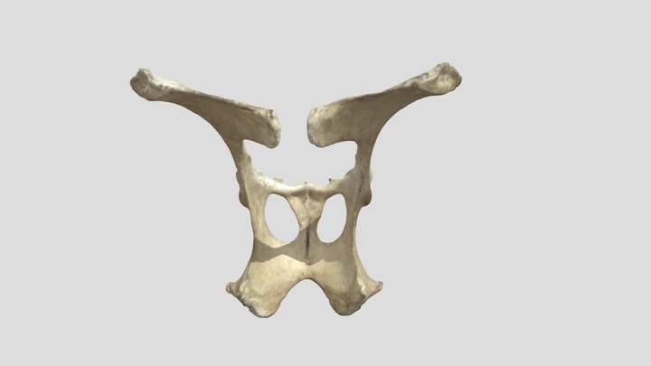 Cow Pelvis (VCU_3D_6638) – Modello 3D gratuito STL