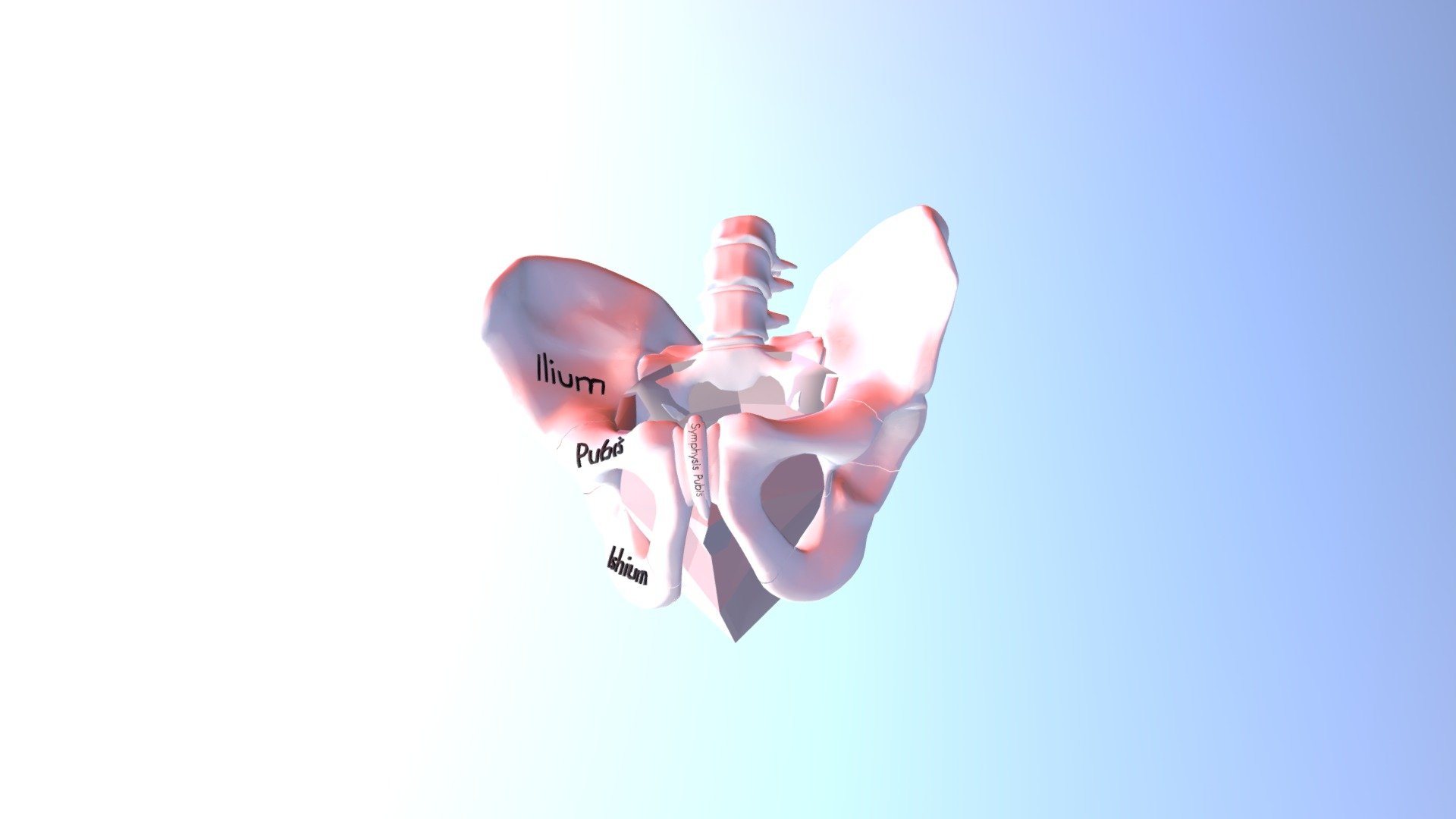 Pelvic Bone — Sketchfab embed 3D viewer