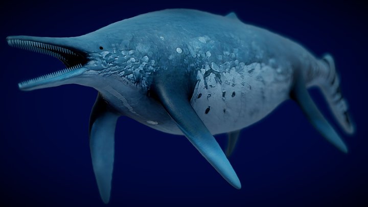 Whale 3D models - Sketchfab